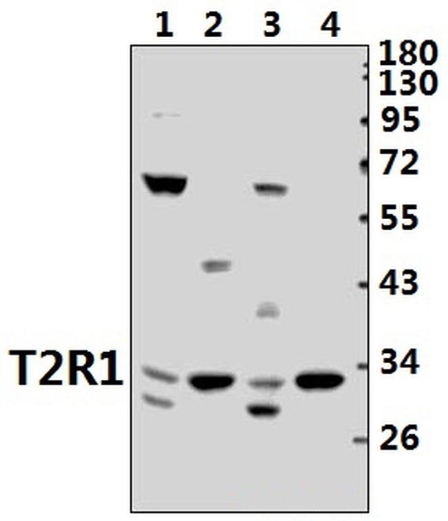 TAS2R1 Antibody in Western Blot (WB)