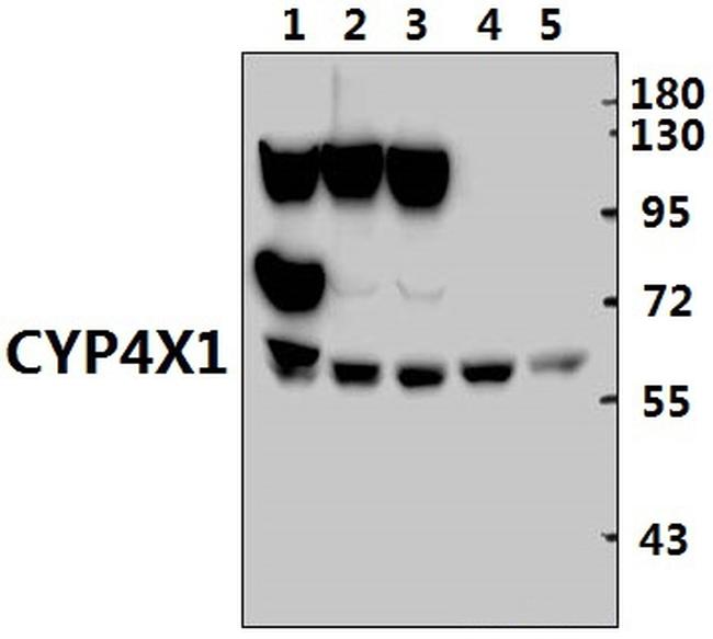 CYP4X1 Antibody in Western Blot (WB)