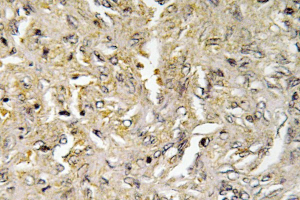 Claudin 6 Antibody in Immunohistochemistry (Paraffin) (IHC (P))