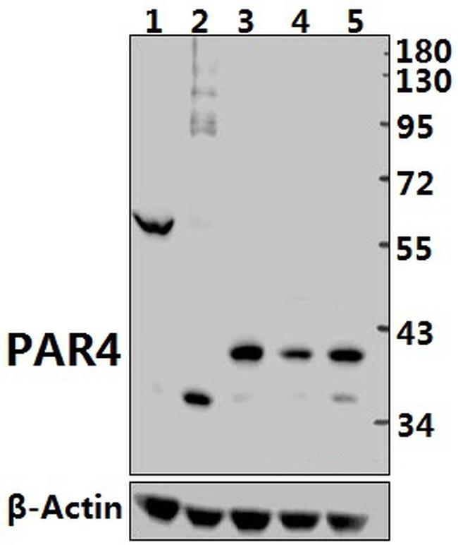 Protease-Activated Receptor-4 Antibody in Western Blot (WB)
