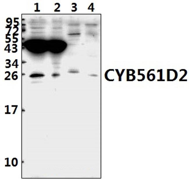 CYB561D2 Antibody in Western Blot (WB)