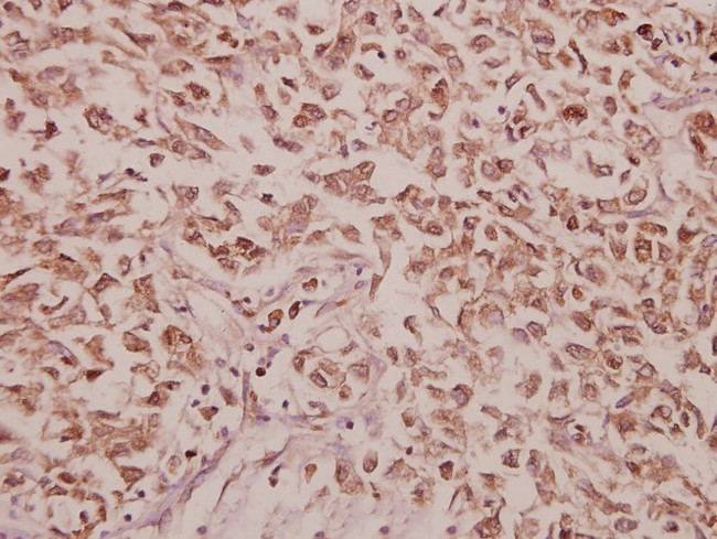 CCK Antibody in Immunohistochemistry (Paraffin) (IHC (P))