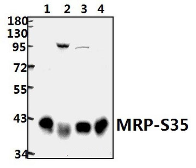 MRPS35 Antibody in Western Blot (WB)