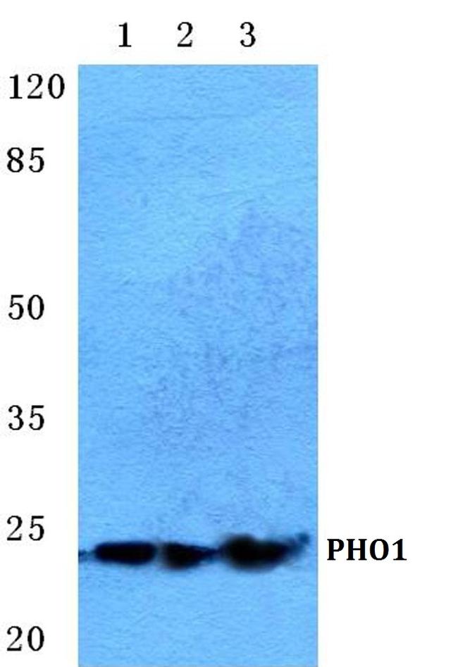 APOBEC3A Antibody in Western Blot (WB)