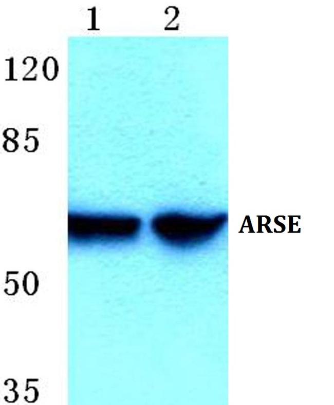 Arylsulfatase E Antibody in Western Blot (WB)