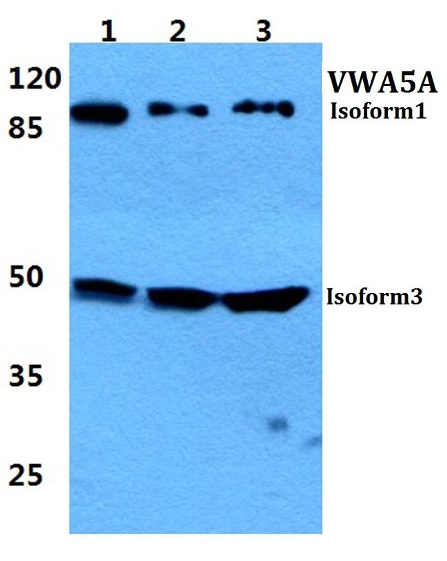 VWA5A Antibody in Western Blot (WB)