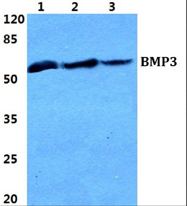 BMP-3 Antibody in Western Blot (WB)
