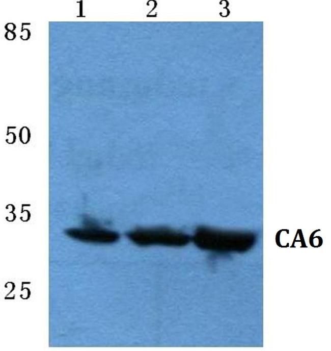 Carbonic Anhydrase VI Antibody in Western Blot (WB)