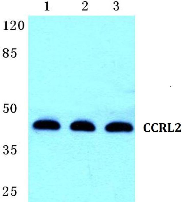CCRL2 Antibody in Western Blot (WB)
