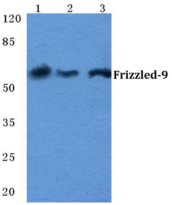 FZD9 Antibody in Western Blot (WB)