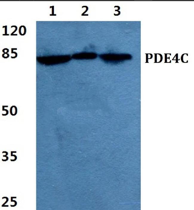PDE4C Antibody in Western Blot (WB)