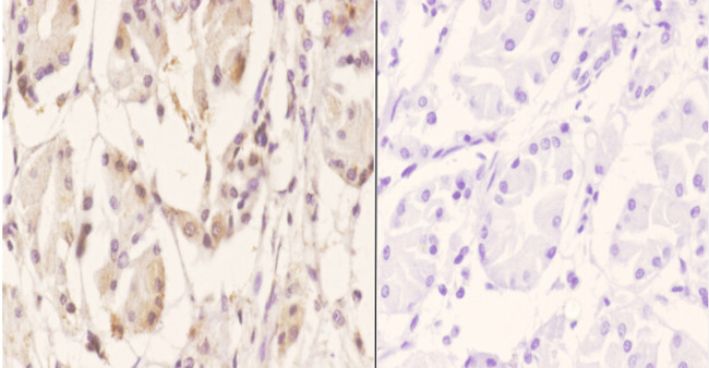 RGS10 Antibody in Immunohistochemistry (Paraffin) (IHC (P))