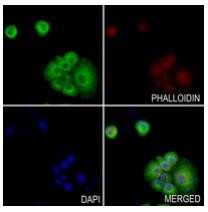 RGS5 Antibody in Immunocytochemistry (ICC/IF)