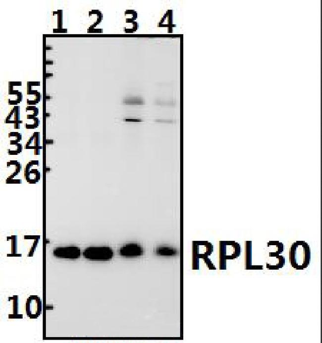 RPL30 Antibody in Western Blot (WB)