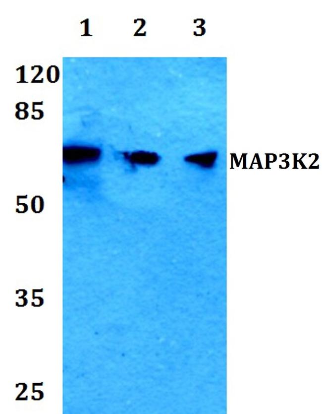 MEKK2 Antibody in Western Blot (WB)