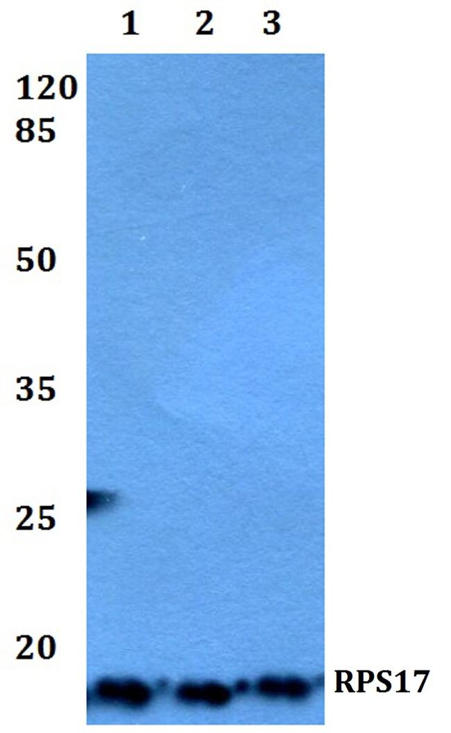 RPS17 Antibody in Western Blot (WB)
