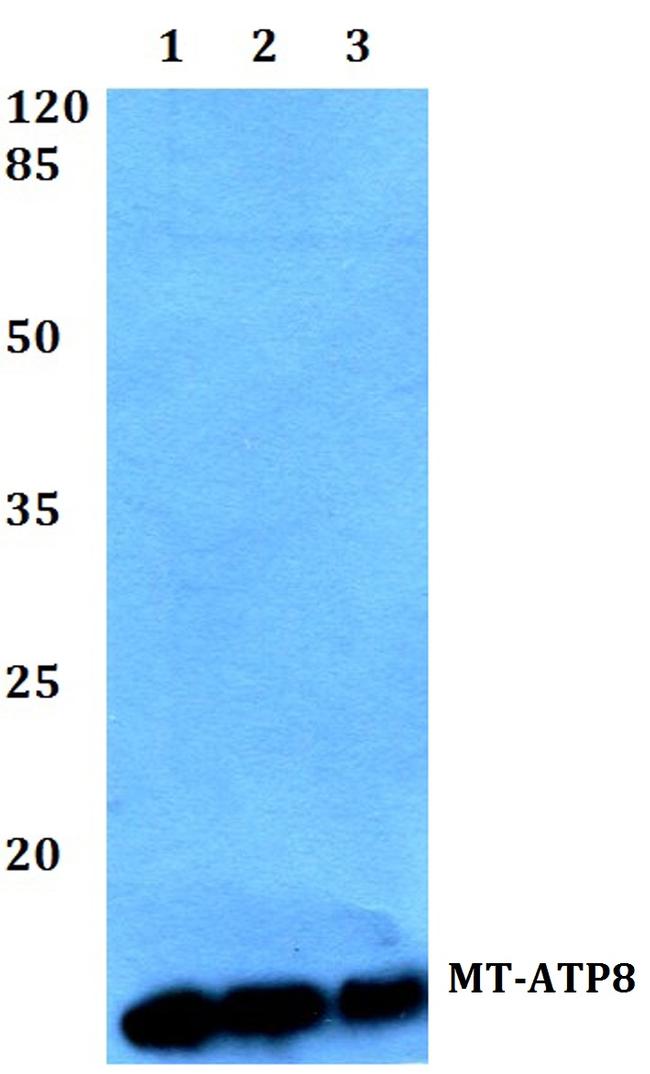 MT-ATP8 Antibody in Western Blot (WB)