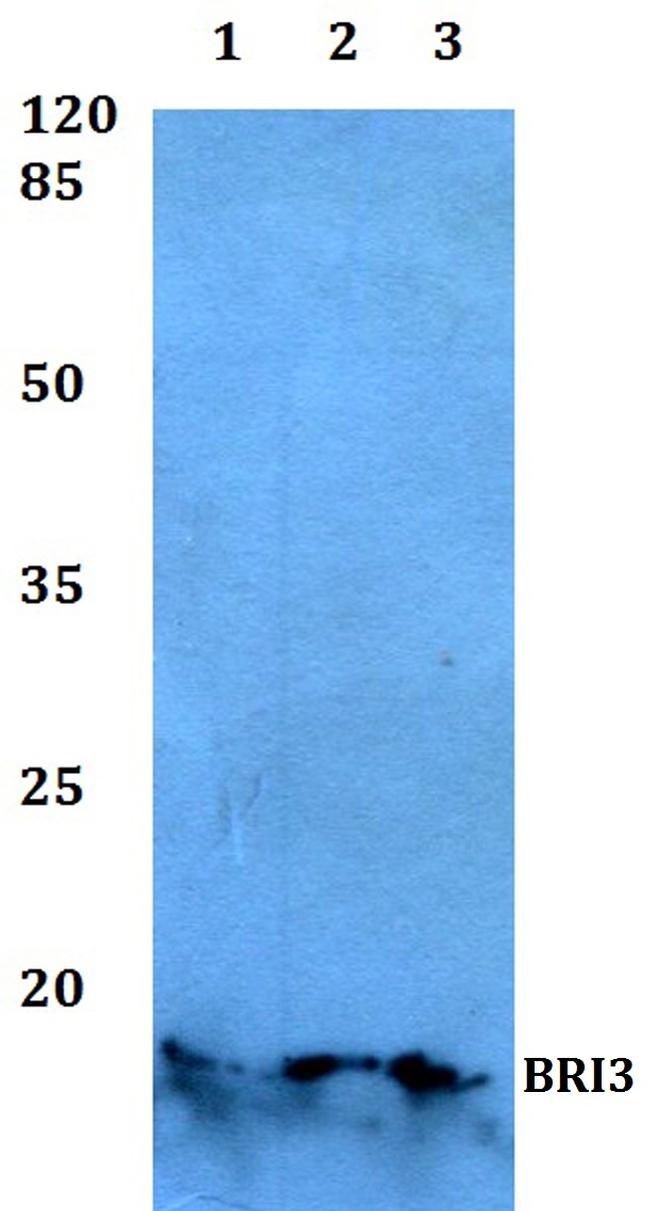 BRI3 Antibody in Western Blot (WB)
