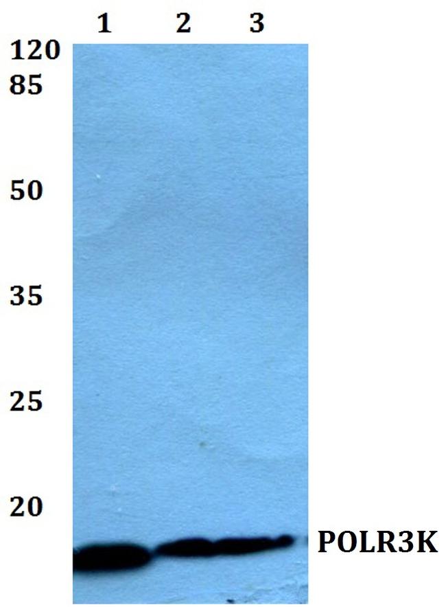 POLR3K Antibody in Western Blot (WB)