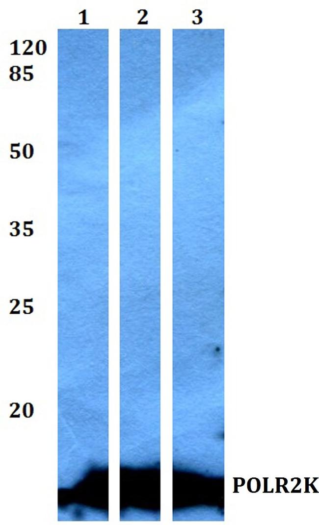 POLR2K Antibody in Western Blot (WB)