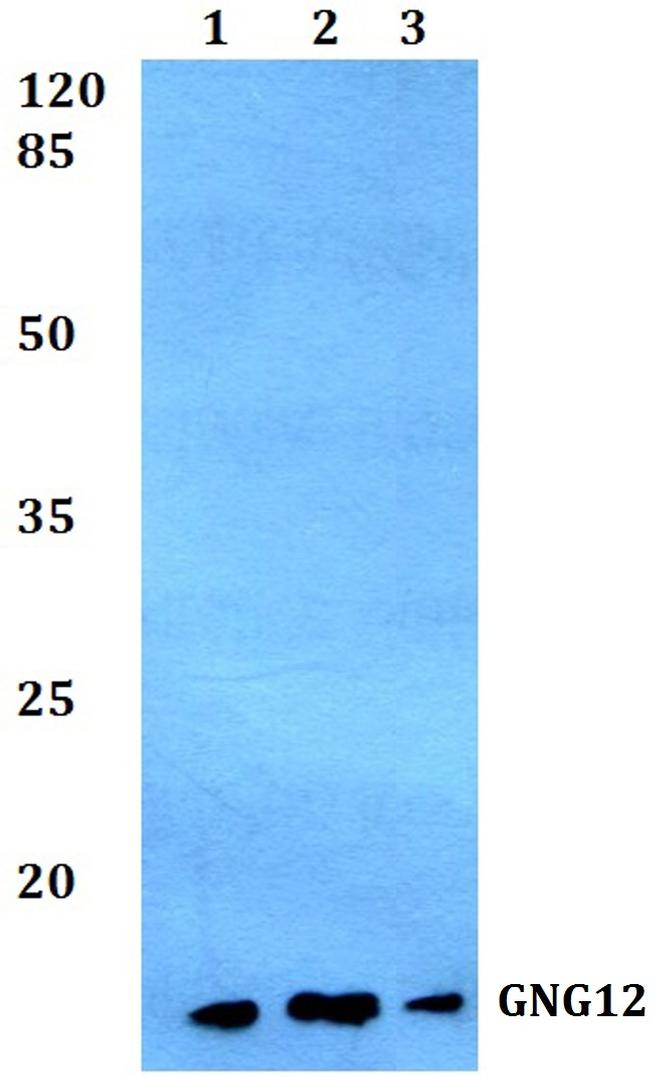 Gng12 Antibody in Western Blot (WB)