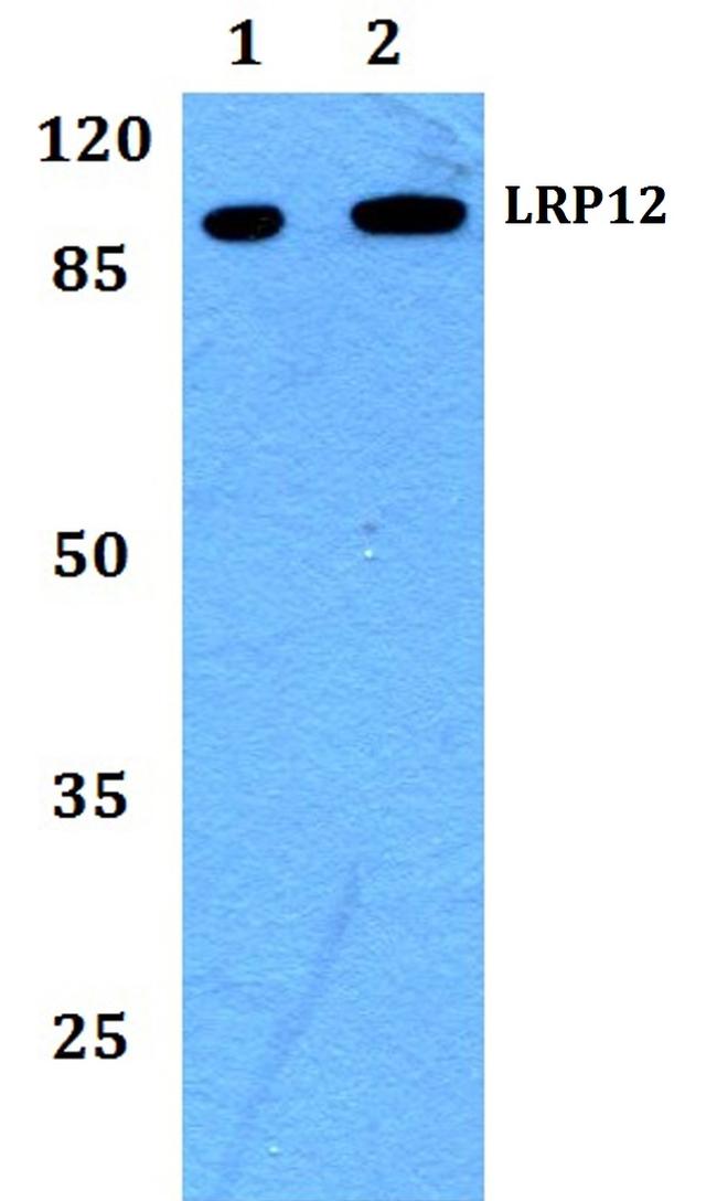 LRP12 Antibody in Western Blot (WB)