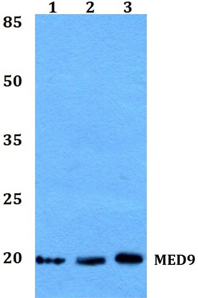 MED9 Antibody in Western Blot (WB)