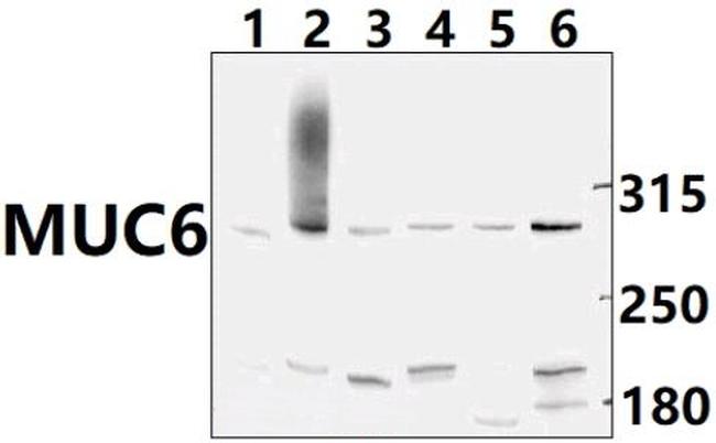 MUC6 Antibody in Western Blot (WB)