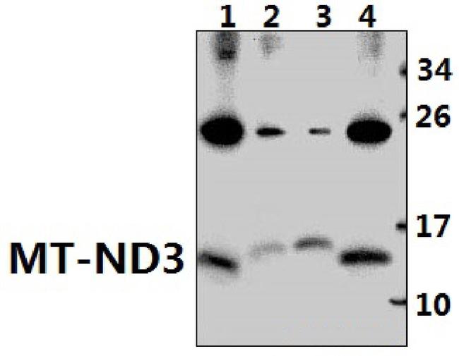 MT-ND3 Antibody in Western Blot (WB)