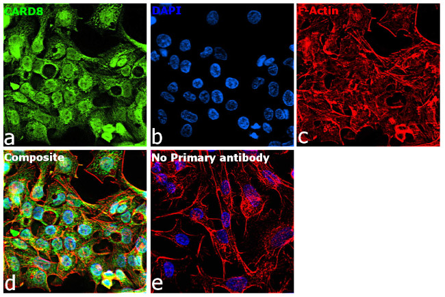 CARD8 Antibody in Immunocytochemistry (ICC/IF)