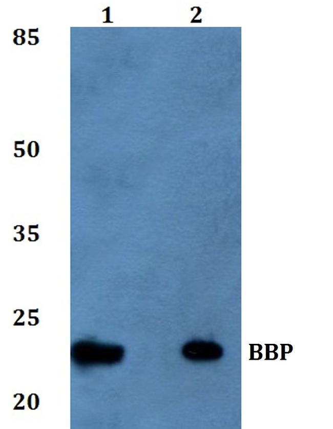 TM2D1 Antibody in Western Blot (WB)