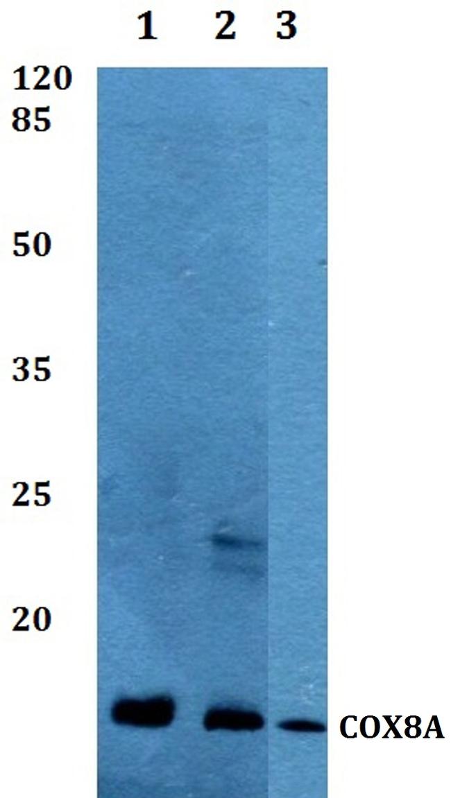 COX8A Antibody in Western Blot (WB)