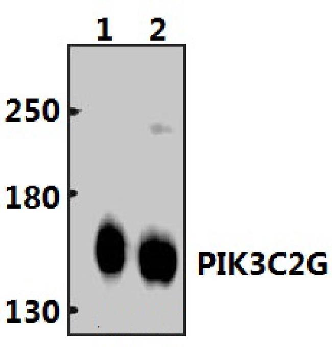 PIK3C2G Antibody in Western Blot (WB)