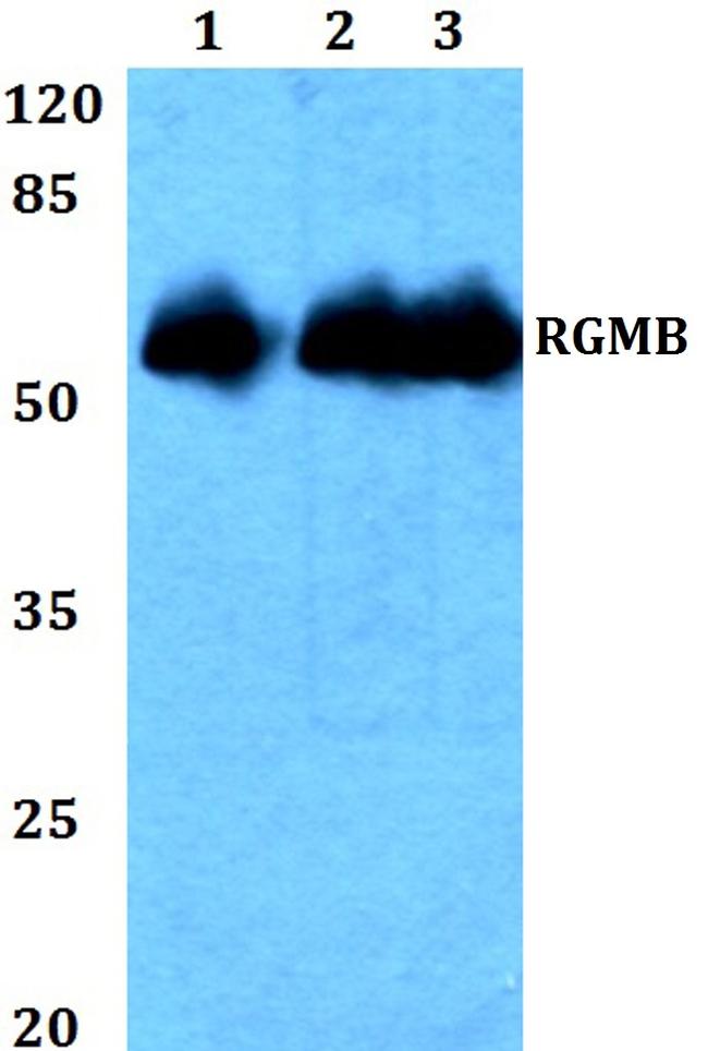RGMB Antibody in Western Blot (WB)