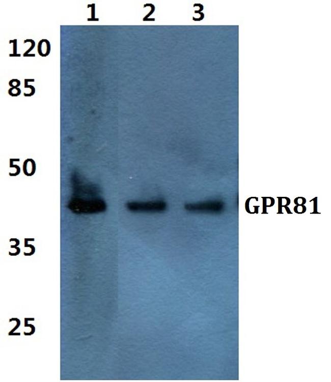GPR81 Antibody in Western Blot (WB)