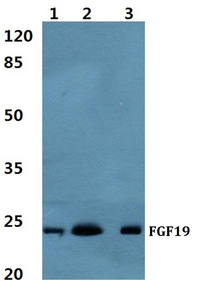 FGF19 Antibody in Western Blot (WB)