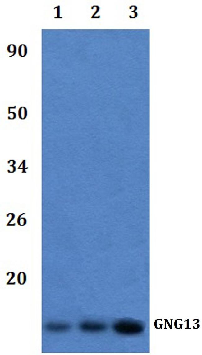 GNG13 Antibody in Western Blot (WB)