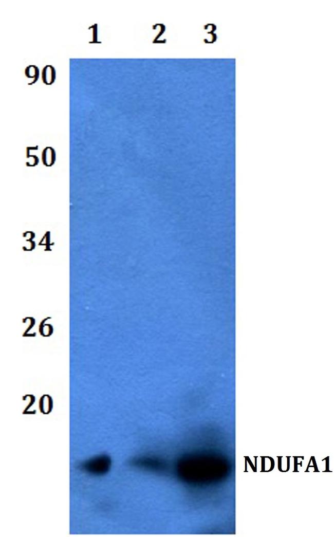 NDUFA1 Antibody in Western Blot (WB)