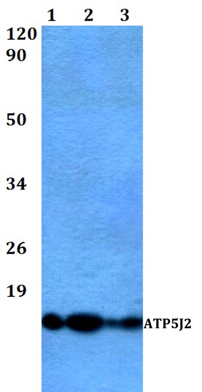 ATP5J2 Antibody in Western Blot (WB)