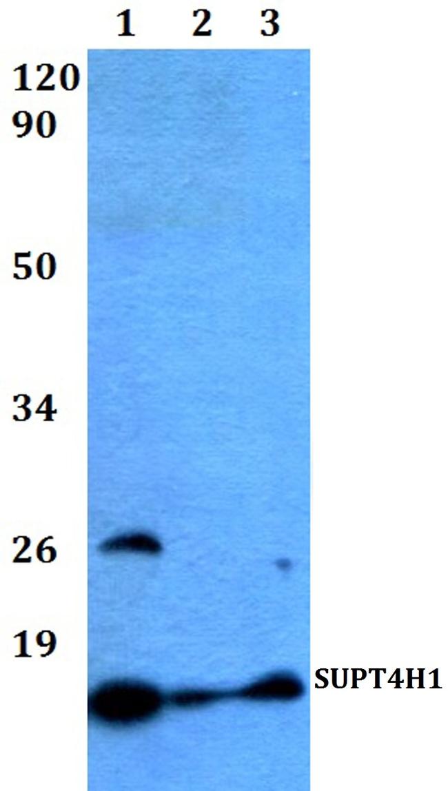 Supt4h1 Antibody in Western Blot (WB)