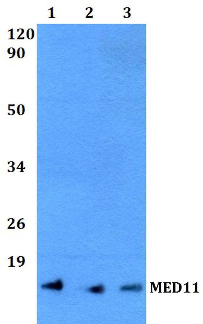 MED11 Antibody in Western Blot (WB)