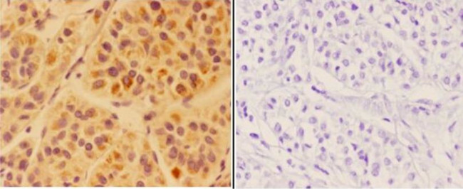 APOC4 Antibody in Immunohistochemistry (Paraffin) (IHC (P))