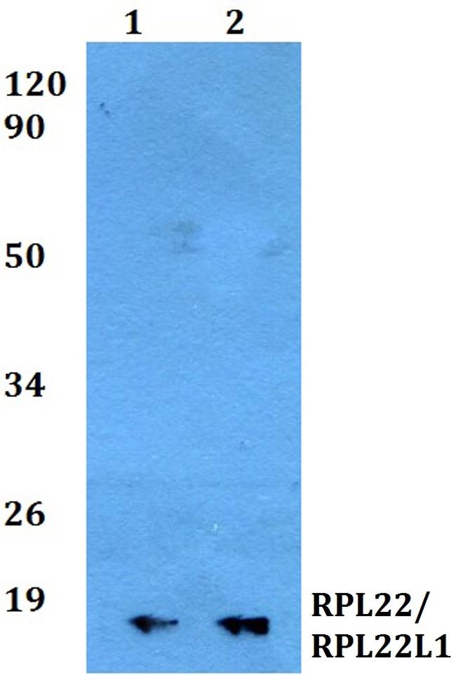 RPL22L1 Antibody in Western Blot (WB)