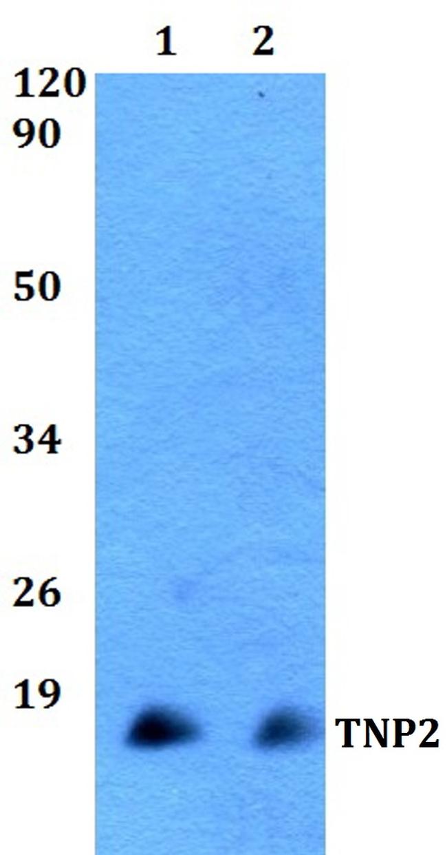 TNP2 Antibody in Western Blot (WB)
