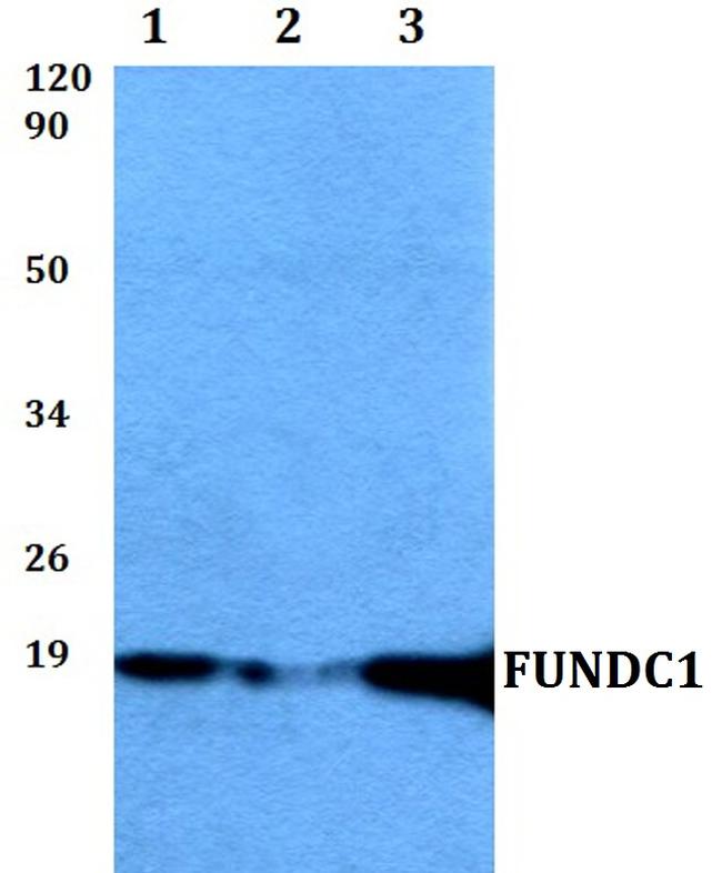 FUNDC1 Antibody in Western Blot (WB)