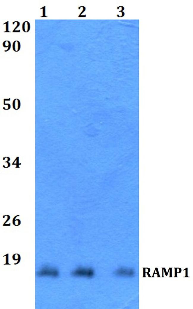 RAMP1 Antibody in Western Blot (WB)
