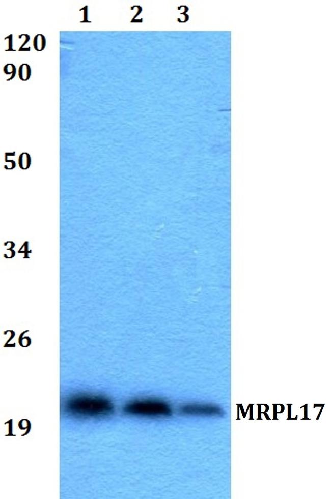 MRPL17 Antibody in Western Blot (WB)