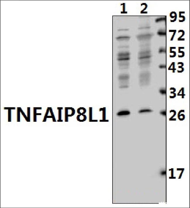 TNFAIP8L1 Antibody in Western Blot (WB)