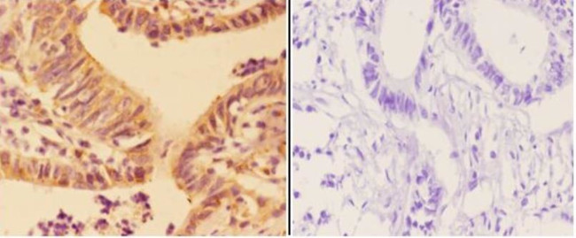 APOBEC3C Antibody in Immunohistochemistry (Paraffin) (IHC (P))