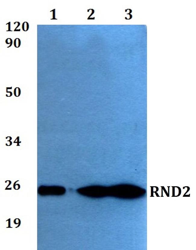 RND2 Antibody in Western Blot (WB)